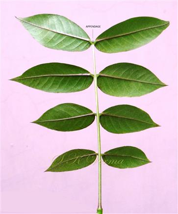  Leaf  (Abaxial view)